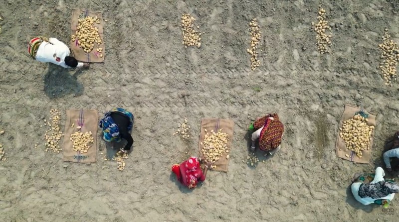 বীজ আলু উৎপাদন থেকে কৃষকের হাতে পৌঁছানো