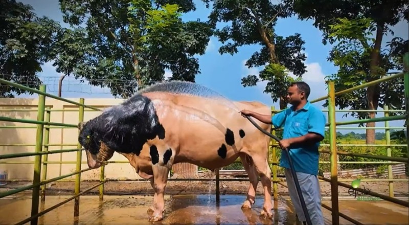 ইজাব এলায়েন্স লিঃ